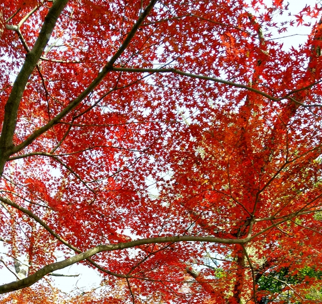 秋のイメージ写真